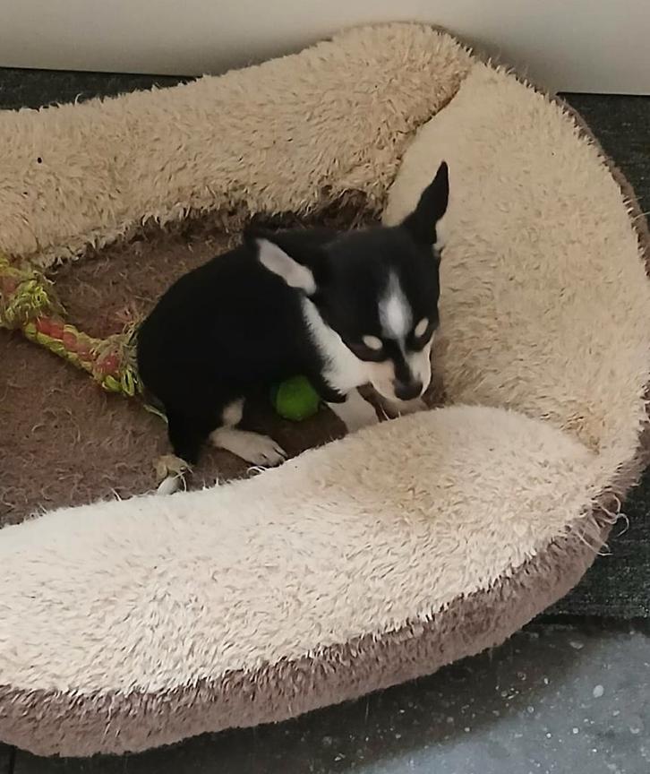 chihuahua reutje, Dieren en Toebehoren, Honden | Chihuahua's en Gezelschapshonden, Reu, Chihuahua, Fokker | Hobbymatig, Eén hond