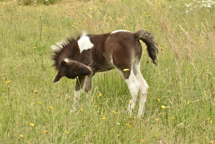 Falabella miniatuur paard, Dieren en Toebehoren, Pony's, Merrie, Niet van toepassing, A pony (tot 1.17m), Recreatiepony, 0 tot 2 jaar