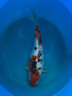 Japanse koi 40+, Karper of Koi