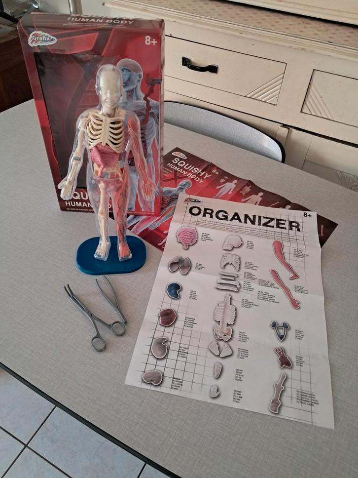 Corps humain spongieux, Hobby & Loisirs créatifs, Matériel scolaire, Neuf, Enlèvement ou Envoi