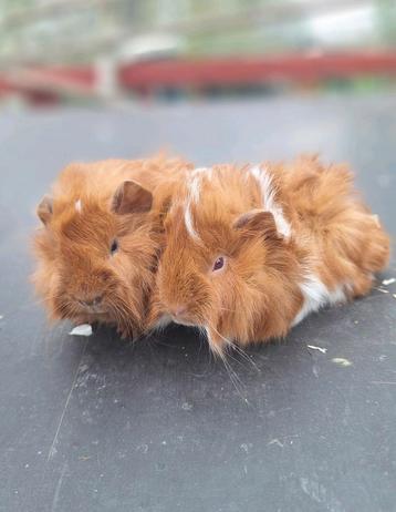 Super leuk baby cavia duo (Peruvian/langhaar) beschikbaar voor biedingen