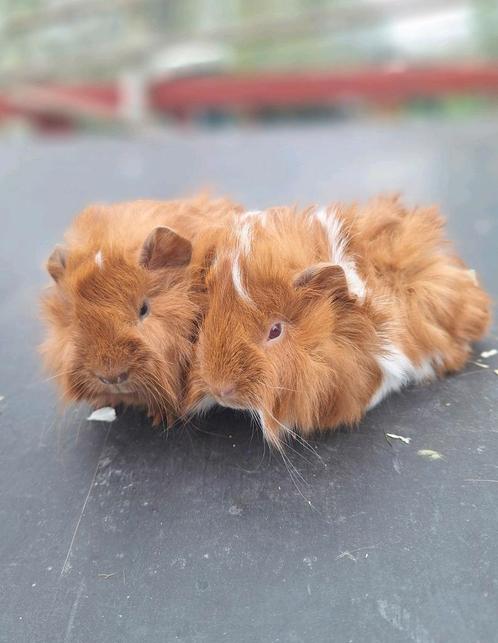Super leuk baby cavia duo (Peruvian/langhaar), Dieren en Toebehoren, Knaagdieren, Mannelijk, Cavia, Tam