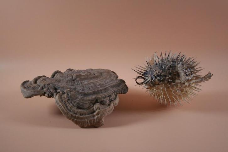 Opgezette taxidermie Kogelvis Egelvis, Verzamelen, Dierenverzamelingen, Ophalen of Verzenden