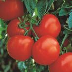 Marglobe - Graines de tomates, Envoi