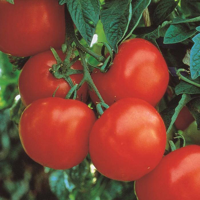 Marglobe - Graines de tomates, Jardin & Terrasse, Bulbes & Semences, Envoi