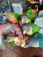 Conures molinae (pyrrhura) EAM, Mâle