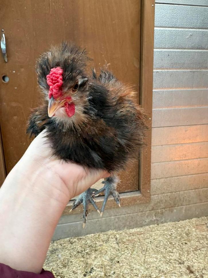 Kleine jonge haantjes, Animaux & Accessoires, Volatiles, Poule ou poulet, Mâle