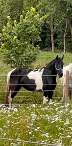 BAROCK PİNTO MERRİE 3 jaar (Vader HEİNO BP63, Merrie, 160 tot 165 cm, Gechipt, 3 tot 6 jaar