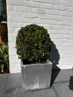 Betonnen plantenbak 30x30x30, Tuin en Terras, Ophalen