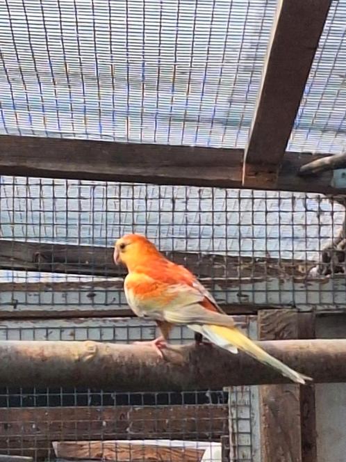 Roodruggen, Dieren en Toebehoren, Vogels | Kanaries