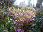 helleborus orientalis niger purpuracens rood /roze, Tuin en Terras, Ophalen, Vaste plant, Overige soorten