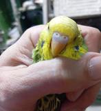 groene grasparkiet 2 maanden oud, Dieren en Toebehoren, Vogels | Parkieten en Papegaaien, Parkiet