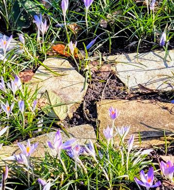 Flagstone gratis beschikbaar voor biedingen