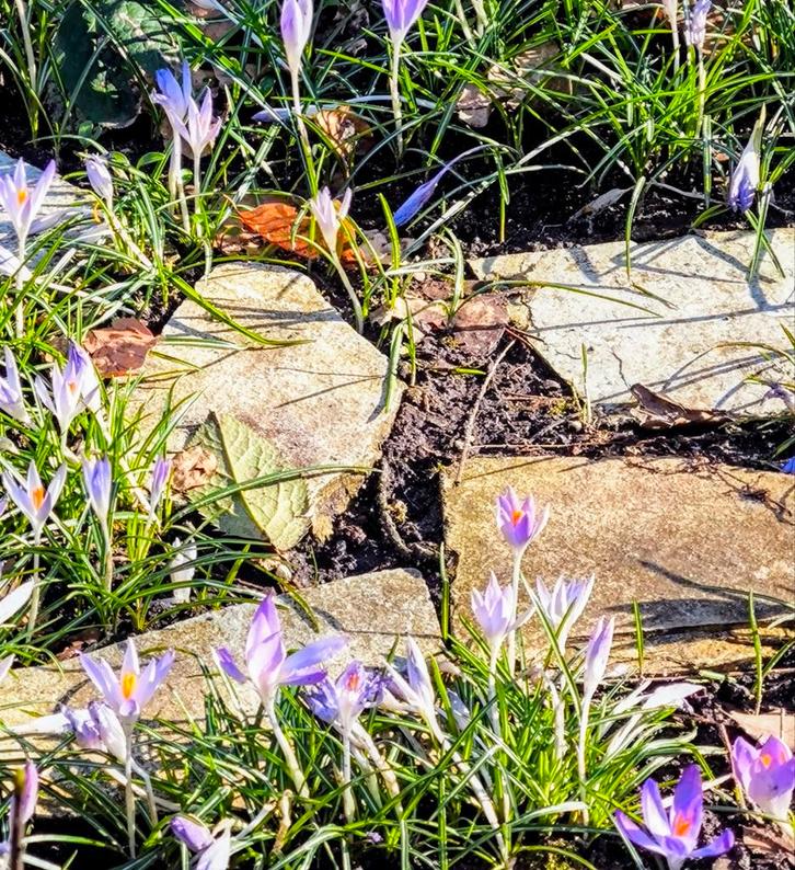 Flagstone gratis, Tuin en Terras, Tegels en Klinkers, Natuursteen, Ophalen
