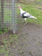 Ronqiere kalkoenen, Dieren en Toebehoren, Pluimvee, Meerdere dieren, Kalkoen