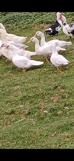 Vrouwtjes barberie eenden 10 euro per stuk, Dieren en Toebehoren, Pluimvee