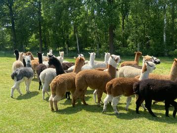 Alpaca wol beschikbaar voor biedingen