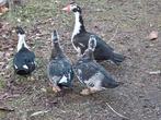 TE KOOP:JONGE BARBARIE EENDEN, Plusieurs animaux, Canard