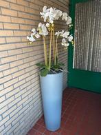 Witte zijden kunstorchidee in hoge pot, Enlèvement, Utilisé, Intérieur
