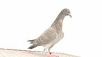 Gekleurde postduif, Dieren en Toebehoren, Vogels | Duiven, Postduif