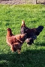 Brahma kip en haan, Dieren en Toebehoren, Kip