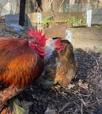 goud blauwgezoomd cochin koppel, Dieren en Toebehoren, Pluimvee, Meerdere dieren, Kip