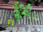 ginkgo biloba, Tuin en Terras, Ophalen, Herfst