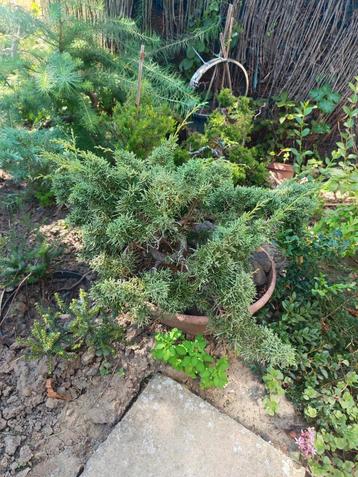 startplant bonsai juniperus beschikbaar voor biedingen