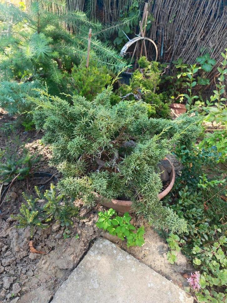 startplant bonsai juniperus, Tuin en Terras, Planten | Bomen, In pot, Ophalen