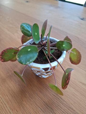 Plante à crêpes dans un pot unique, Enlèvement