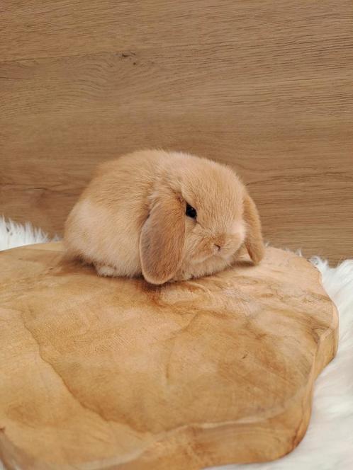 Jong fawn minilop rammetje, Dieren en Toebehoren, Konijnen, Dwerg, Mannelijk, 0 tot 2 jaar, Hangoor