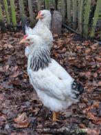 legkippen, Dieren en Toebehoren, Pluimvee