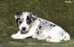 Prachtige Tricolor Merle Jack Russell pupjes, Dieren en Toebehoren, België, Jack Russell Terriër, CDV (hondenziekte), 8 tot 15 weken