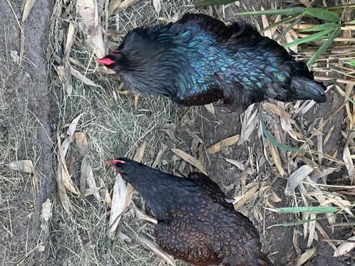 Barnevelder broedeieren, Dieren en Toebehoren, Pluimvee, Kip, Geslacht onbekend