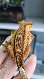 Crested gecko wimpergekko vrouw