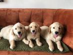 Les chiots Golden Retriever cherchent un nouveau foyer, Animaux & Accessoires, Maladie de Carré (chiens), Plusieurs, Belgique