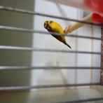 Mozambiqeusijs man ek '25, kan ok in ekeren afgehaald worden, Dieren en Toebehoren, Geringd