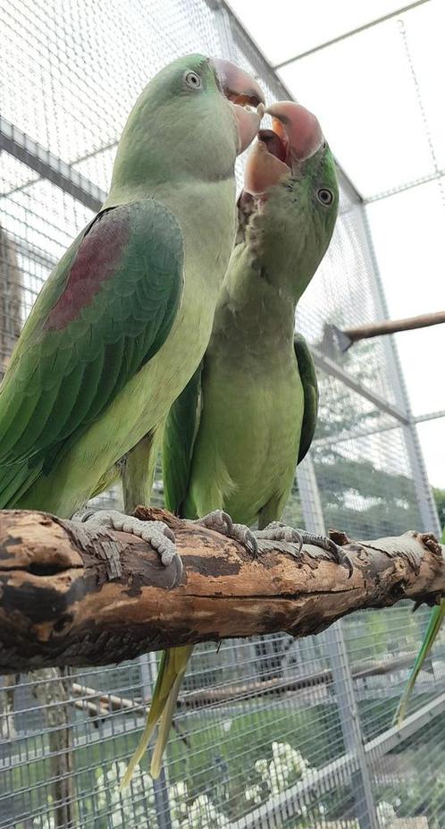 Alexander parkieten te koop of ruilen, Dieren en Toebehoren, Vogels | Parkieten en Papegaaien