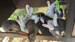 Vlaamse reuzen, Meerdere dieren, Groot, 0 tot 2 jaar