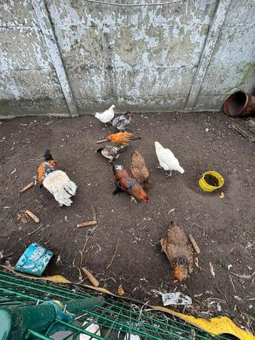 Poulets d'ornement À vendre de toute urgence ! ! !