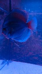 Discussen blauw ., Dieren en Toebehoren, Vissen | Aquariumvissen