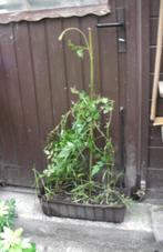 Double plant de bignonne Stromboli, Tuin en Terras, Planten | Tuinplanten, Ophalen, Vaste plant, Halfschaduw, Klimplanten