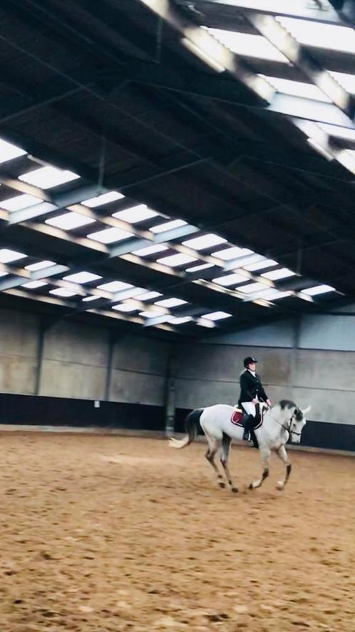 Ruiter aangeboden, Dieren en Toebehoren, Paarden