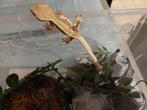 Wimpergekko LW, Dieren en Toebehoren, Reptielen en Amfibieën