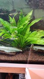 Aquarium plant, Dieren en Toebehoren, Ophalen