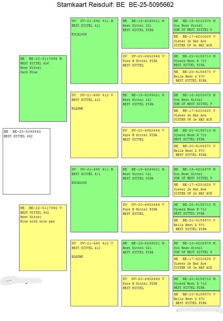 Jonge kweekduiven met stamboom, Dieren en Toebehoren, Vogels | Duiven, Postduif, Geslacht onbekend