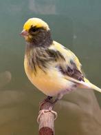 Te koop top fife fancy kanaries TT kwaliteit -2025, Dieren en Toebehoren, Vogels | Kanaries, Postuurkanarie