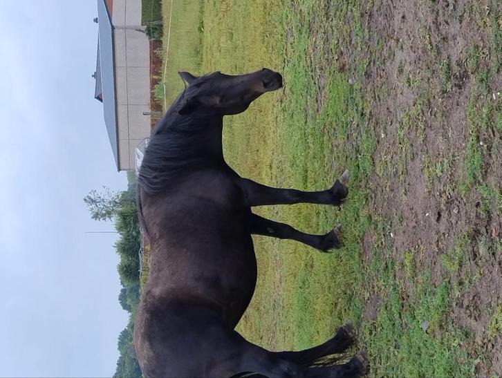 Merens merrie te koop, Dieren en Toebehoren, Paarden, Merrie