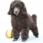 Dwergpoedel reutjes (Zilvergrijs) Belgische pups te koop, Poedel, België, CDV (hondenziekte), 8 tot 15 weken