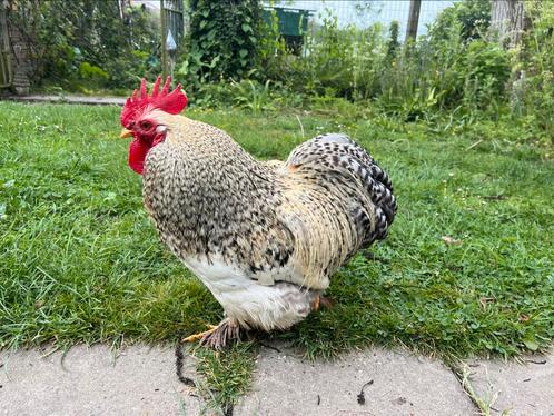 Tamme haan, Dieren en Toebehoren, Pluimvee, Kip, Mannelijk